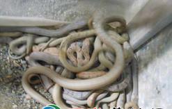 巴西蛇岛有4000条毒蛇，把100条菜花蛇丢上岛，能把毒蛇吃完吗？